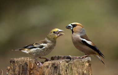 Yavrularını besleme bayağı kocabaş