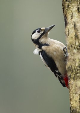 Büyük Benekli Ağaçkakan 
