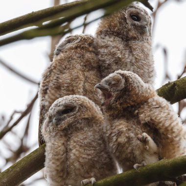 Alaca baykuş gençler