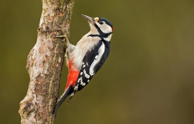 Büyük Benekli Ağaçkakan 