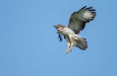 Batı marsh harrier erkek 