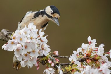 Büyük Benekli Ağaçkakan 