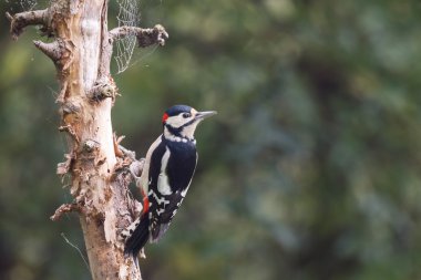 Büyük Benekli Ağaçkakan 