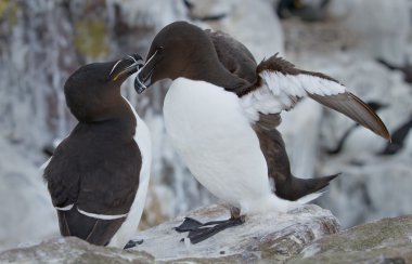 Buzlu sarılma razorbill.