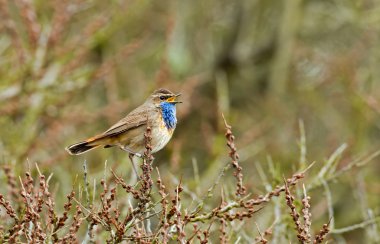 Şarkı Bluethroat dal