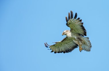 Batı marsh harrier erkek 