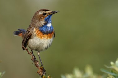 Bluethroat kuş dal