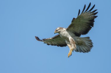 Batı marsh harrier erkek 
