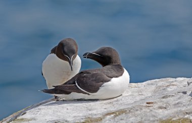 Buzlu sarılma razorbill.