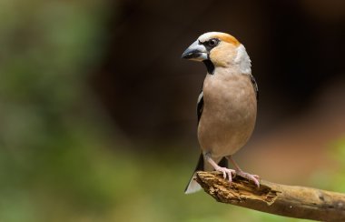 Bayağı kocabaş (Kocabaş kocabaş)