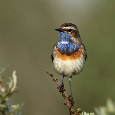 Bluethroat kuş dal