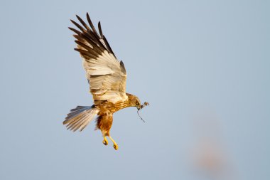 Marsh Harrier in flight  clipart