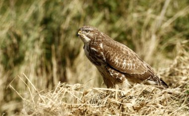 Avrupa şahini (buteo buteo )