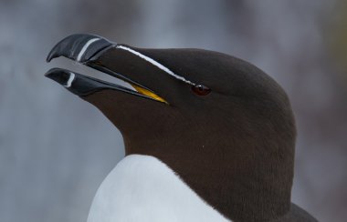 Razorbill (edilmiştir torda) ustura-Bill
