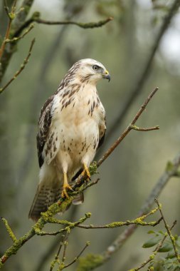 Şahin ölü bir ağaç üzerinde