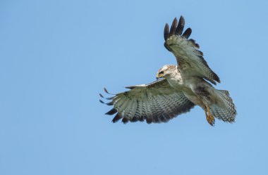 Batı marsh harrier erkek 