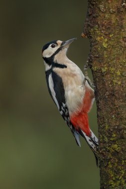 Büyük Benekli Ağaçkakan 