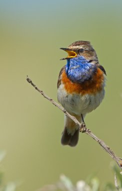 Şarkı Bluethroat dal