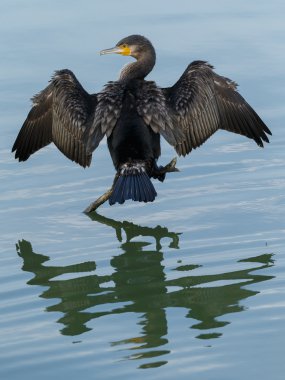 Büyük Karabatak (Phalacrocorax karbo)