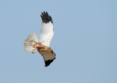 Marsh harrier uçuş 