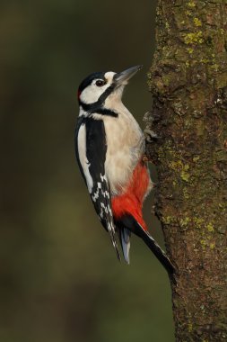 Büyük Benekli Ağaçkakan 