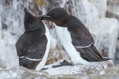 Ortak guillemot Uria aalge