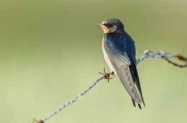 Kırlangıcı niteliğine 