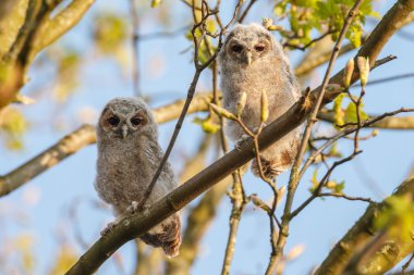 Alaca baykuş veya kahverengi baykuşlar 