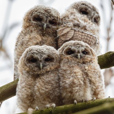 Tawny owl youngsters clipart