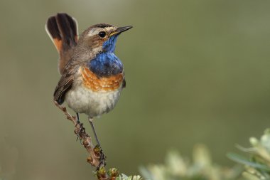 Bluethroat kuş dal