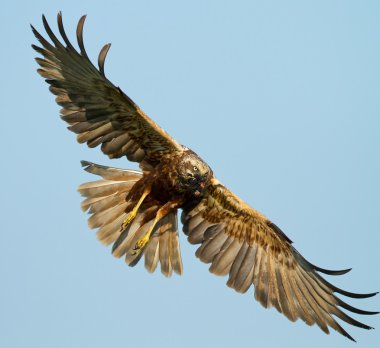Marsh harrier uçuş 