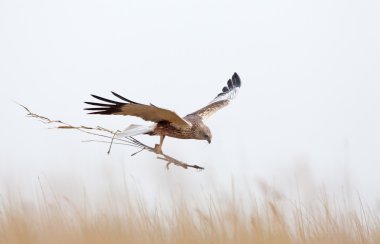 Marsh harrier uçuş