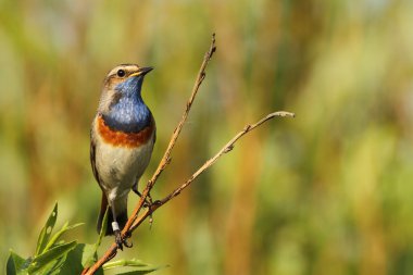 Bluethroat kuş dal