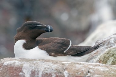 Bir uçurumun üzerinde ortak Guillemot