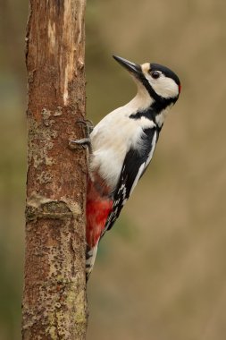 Büyük Benekli Ağaçkakan 