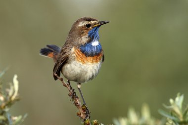 Bluethroat bird on a branch clipart