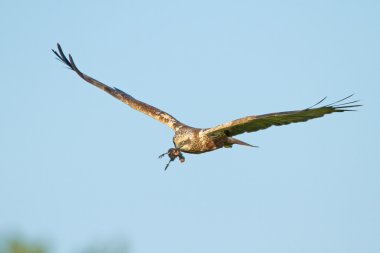 Marsh harrier uçuş 