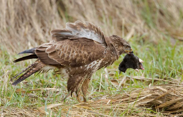 Buzzard has a caught mole — Φωτογραφία Αρχείου