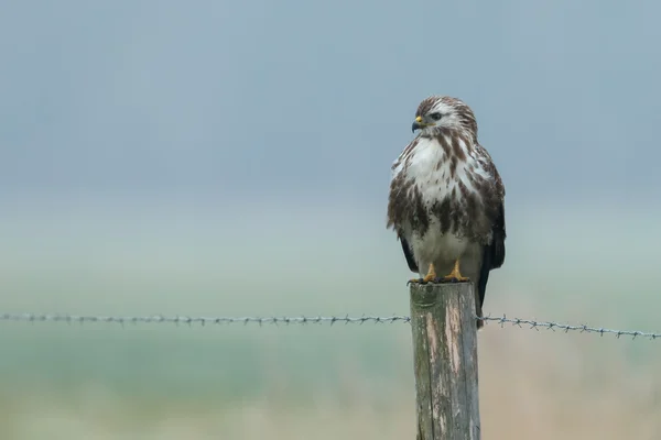 European common Kestrel — Stock Photo, Image