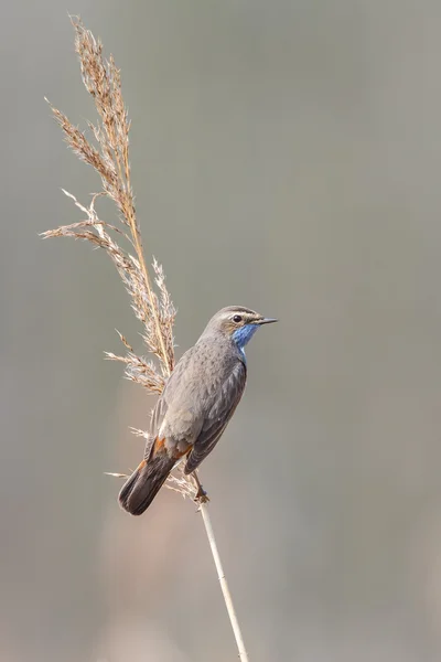 Bleuet d'Amérique (Luscinia svecica) ) — Photo