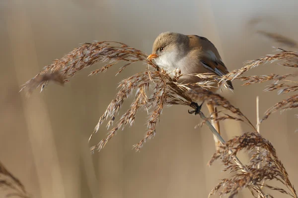 Bearded reedling bird — Stock Photo, Image