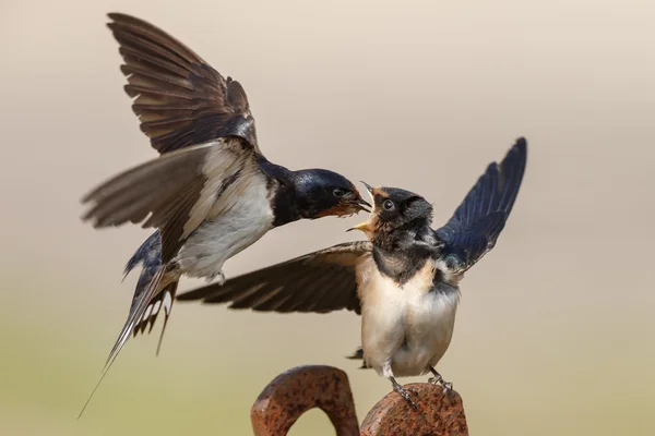 Barn Swallow feeds juvenile swallow — Stock fotografie