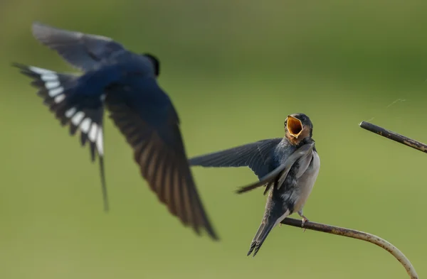 Barn Swallow feeds juvenile swallow — Stock fotografie