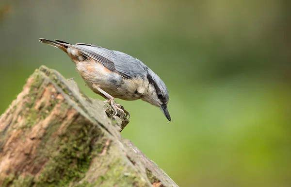 Nuthatch on a piece of wood. — Stockfoto