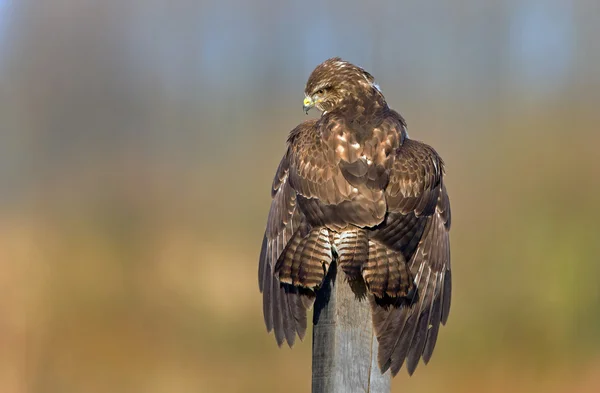 欧洲美洲鹫鸟 — 图库照片