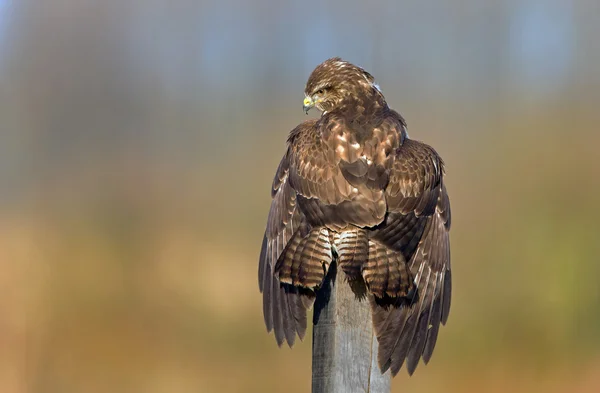 European Buzzard bird — Stockfoto