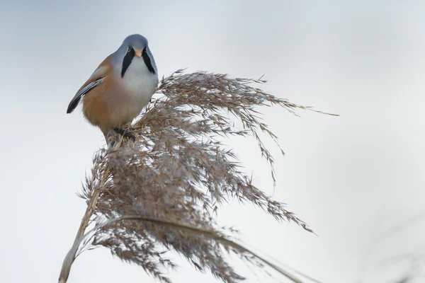 Bärtiger Riedvogel — Stockfoto