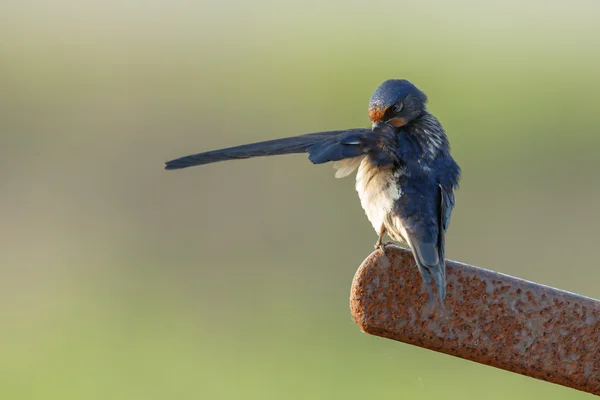 Barn Swallow on nature — Stock fotografie