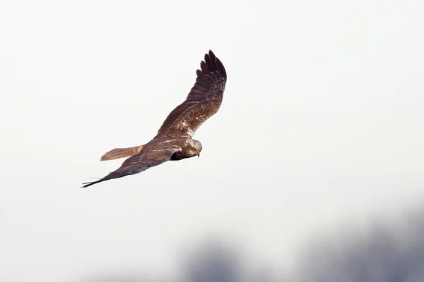 Marsh harrier uçuş — Stok fotoğraf