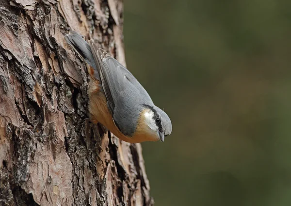 Rödbröstad nötväcka fågel — Stockfoto